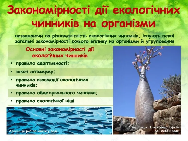 Закономірності дії екологічних чинників на організми Адаптація риб до життя