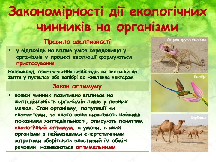 Закономірності дії екологічних чинників на організми Ящірка круглоголовка Колібрі Верблюд