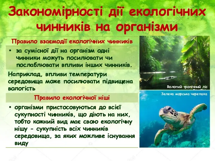 Закономірності дії екологічних чинників на організми Вологий тропічний ліс Колібрі Зелена морська черепаха
