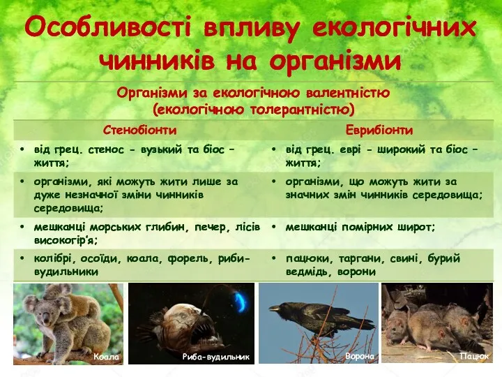 Особливості впливу екологічних чинників на організми Коала Риба-вудильник Ворона Пацюк