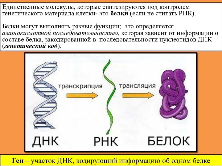 Единственные молекулы, которые синтезируются под контролем генетического материала клетки- это