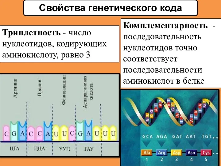 Триплетность - число нуклеотидов, кодирующих аминокислоту, равно 3 Свойства генетического