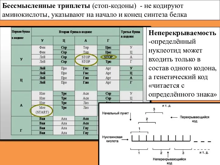 Бессмысленные триплеты (стоп-кодоны) - не кодируют аминокислоты, указывают на начало