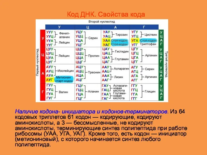 Наличие кодона- инициатора и кодонов-терминаторов. Из 64 кодовых триплетов 61