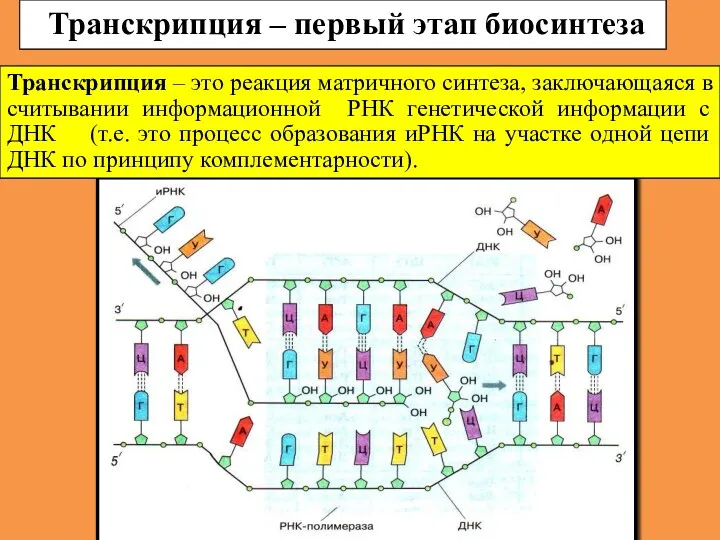 Транскрипция – первый этап биосинтеза Транскрипция – это реакция матричного