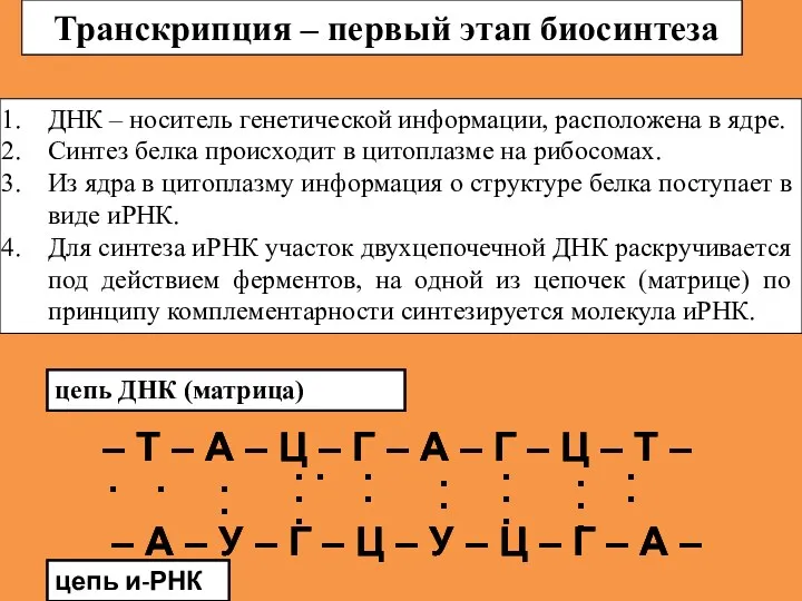 Транскрипция – первый этап биосинтеза – Т – А –