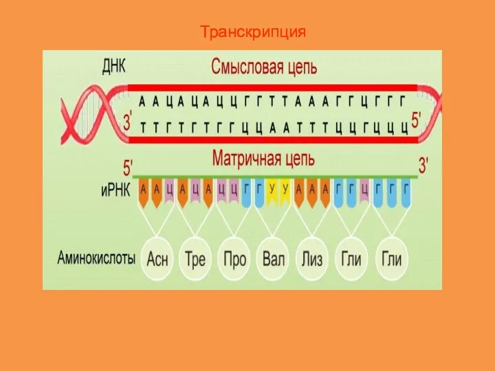 Транскрипция