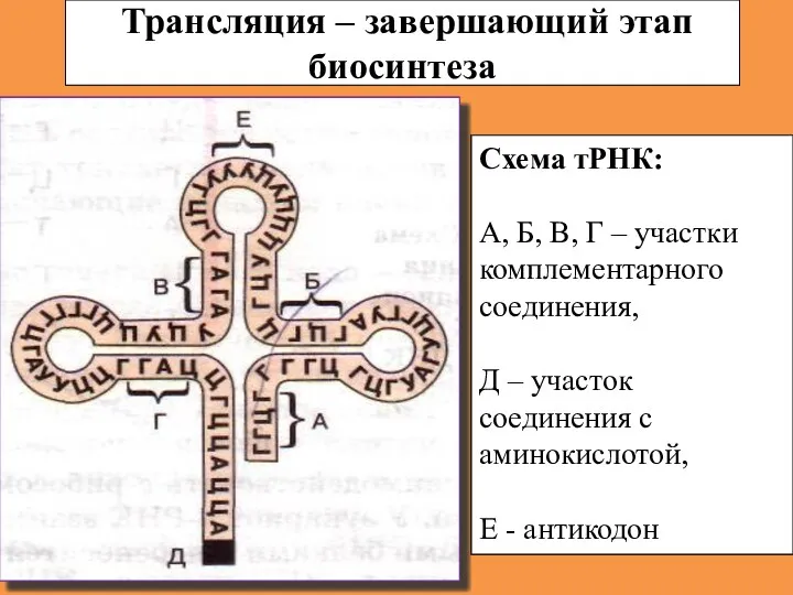 Трансляция – завершающий этап биосинтеза Схема тРНК: А, Б, В,