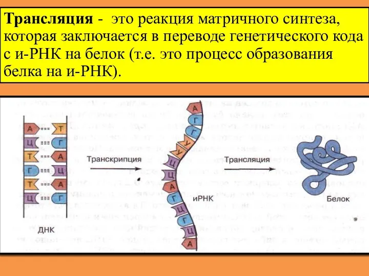 Трансляция - это реакция матричного синтеза, которая заключается в переводе