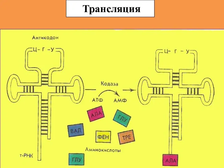 Трансляция