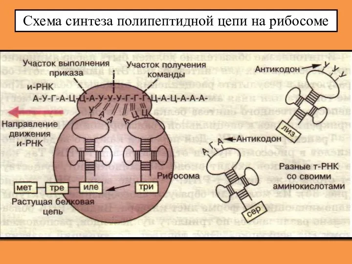 Схема синтеза полипептидной цепи на рибосоме