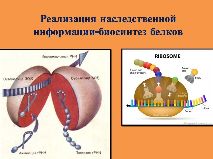 Реализация наследственной информации-биосинтез белков