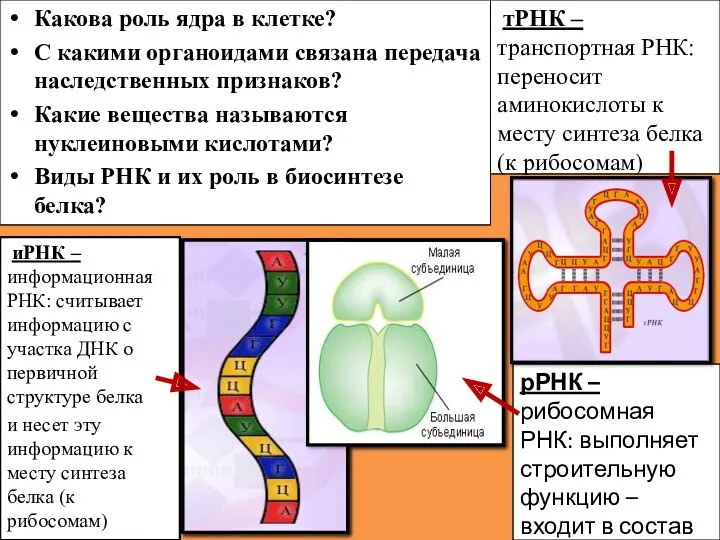 Какова роль ядра в клетке? С какими органоидами связана передача