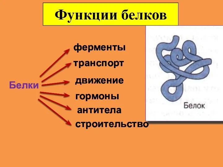 Функции белков Белки ферменты транспорт движение гормоны антитела строительство