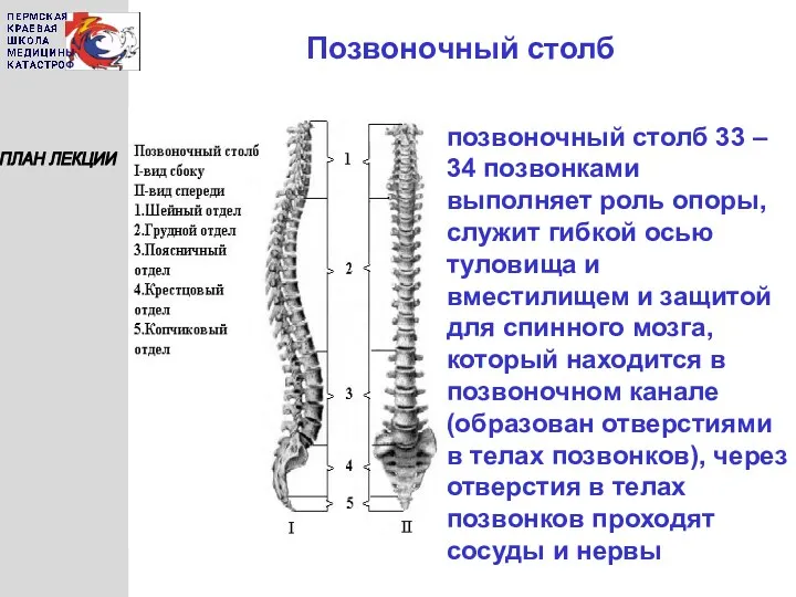 Позвоночный столб ПЛАН ЛЕКЦИИ позвоночный столб 33 – 34 позвонками