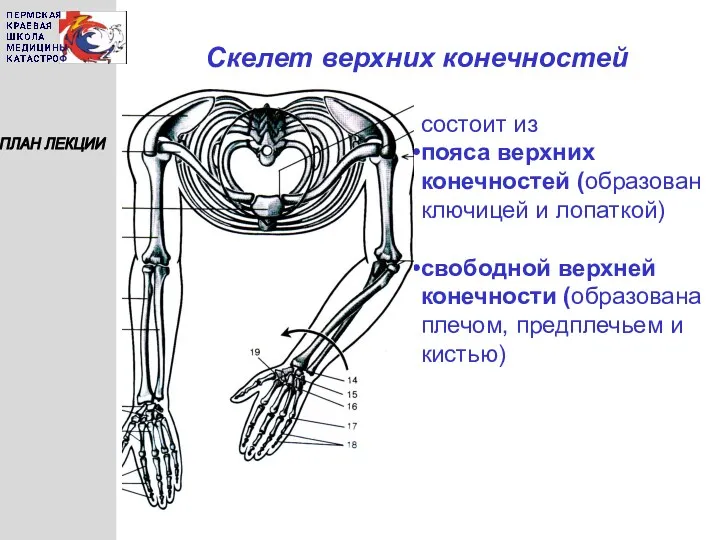 Скелет верхних конечностей ПЛАН ЛЕКЦИИ состоит из пояса верхних конечностей