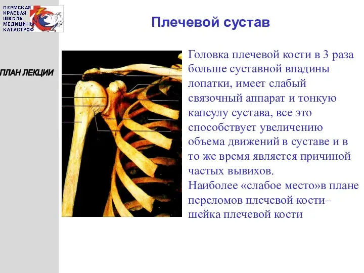Плечевой сустав ПЛАН ЛЕКЦИИ Головка плечевой кости в 3 раза