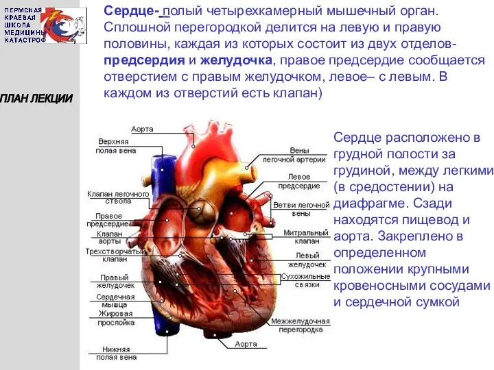 ПЛАН ЛЕКЦИИ Сердце- полый четырехкамерный мышечный орган. Сплошной перегородкой делится
