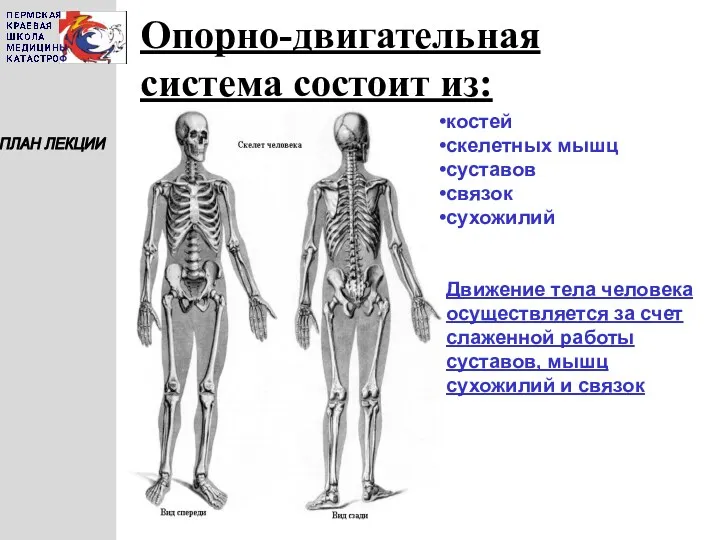 ПЛАН ЛЕКЦИИ Опорно-двигательная система состоит из: костей скелетных мышц суставов