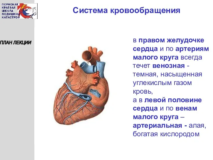 Система кровообращения ПЛАН ЛЕКЦИИ в правом желудочке сердца и по