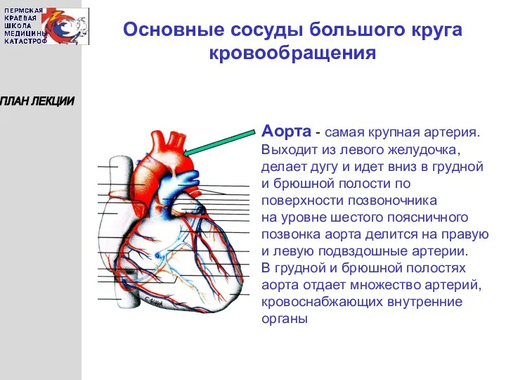 Основные сосуды большого круга кровообращения ПЛАН ЛЕКЦИИ Аорта - самая
