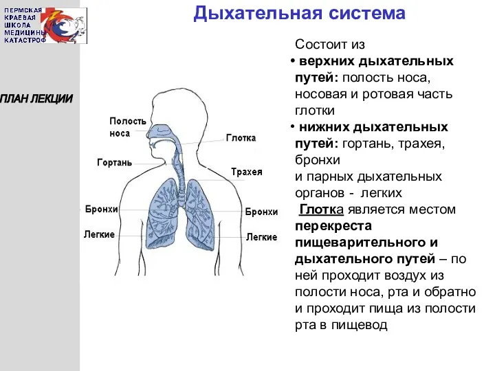 Дыхательная система ПЛАН ЛЕКЦИИ Состоит из верхних дыхательных путей: полость