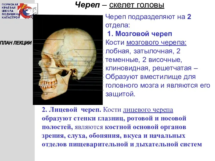 Череп – скелет головы ПЛАН ЛЕКЦИИ Череп подразделяют на 2