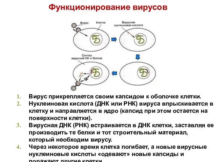 Функционирование вирусов Вирус прикрепляется своим капсидом к оболочке клетки. Нуклеиновая