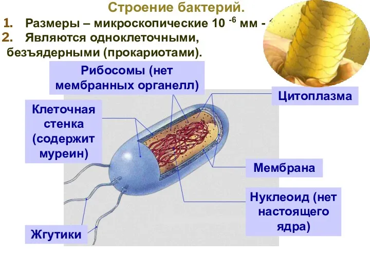 Размеры – микроскопические 10 -6 мм - 10-3 мм. Являются