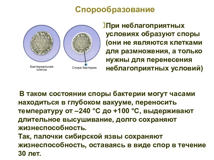 При неблагоприятных условиях образуют споры (они не являются клетками для