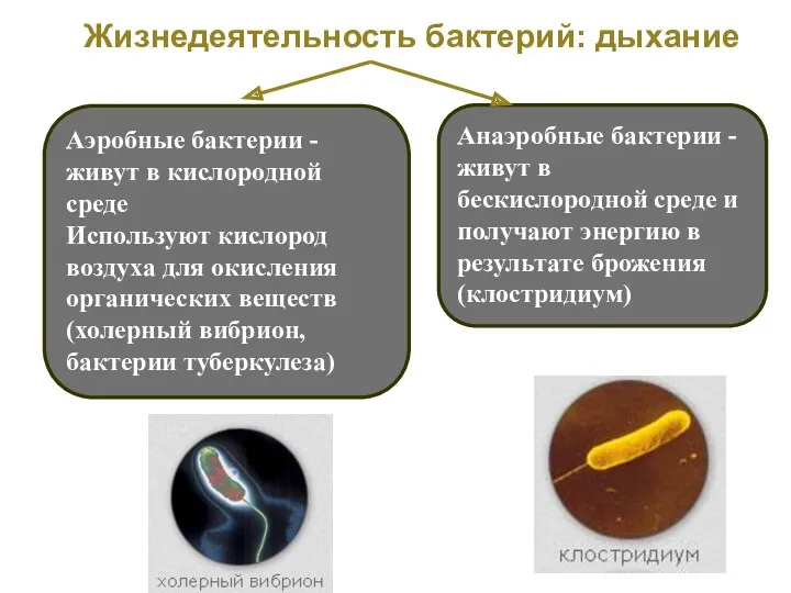 Жизнедеятельность бактерий: дыхание Аэробные бактерии - живут в кислородной среде