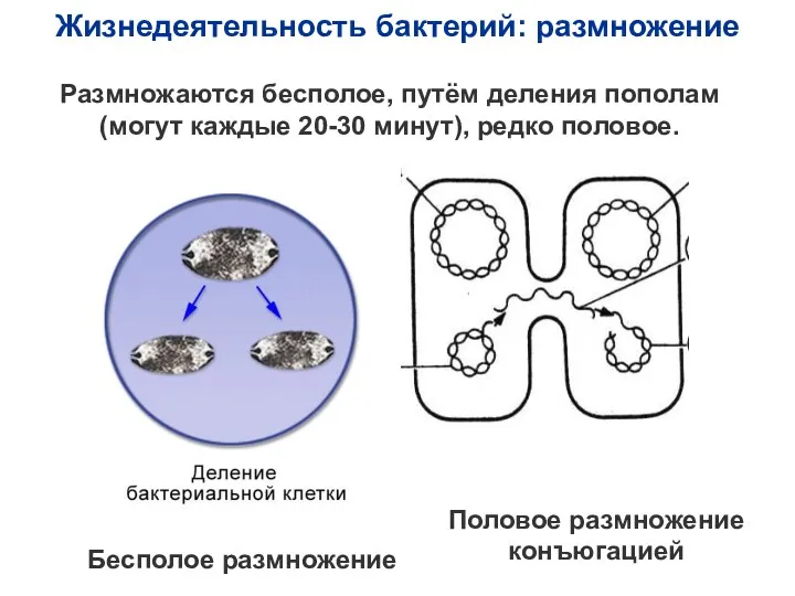 Размножаются бесполое, путём деления пополам (могут каждые 20-30 минут), редко