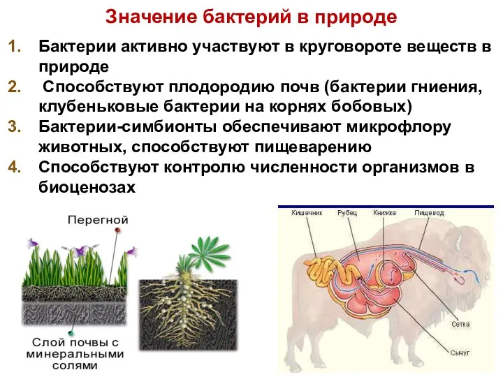 Значение бактерий в природе Бактерии активно участвуют в круговороте веществ