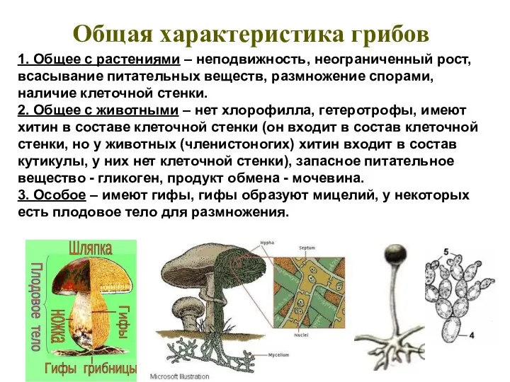 1. Общее с растениями – неподвижность, неограниченный рост, всасывание питательных