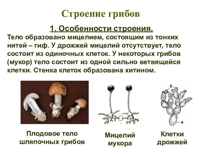 1. Особенности строения. Тело образовано мицелием, состоящим из тонких нитей