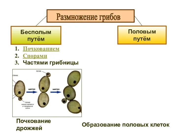 Бесполым путём Половым путём Почкованием Спорами Частями грибницы Размножение грибов Почкование дрожжей Образование половых клеток