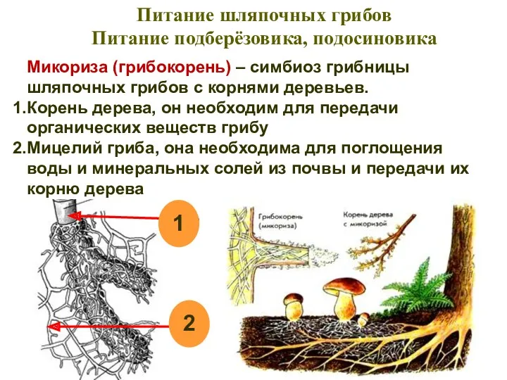 Микориза (грибокорень) – симбиоз грибницы шляпочных грибов с корнями деревьев.