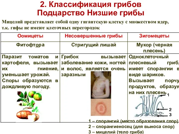 2. Классификация грибов Подцарство Низшие грибы 1 – спорангий (место