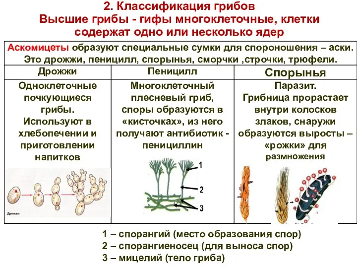 2. Классификация грибов Высшие грибы - гифы многоклеточные, клетки содержат