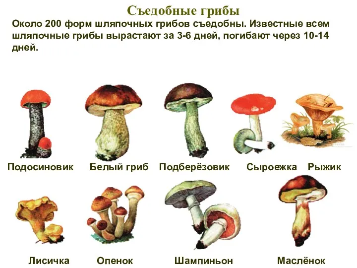 Около 200 форм шляпочных грибов съедобны. Известные всем шляпочные грибы