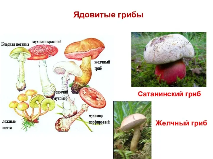 Ядовитые грибы Сатанинский гриб Желчный гриб