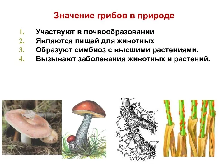 Значение грибов в природе Участвуют в почвообразовании Являются пищей для