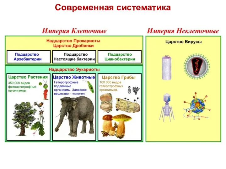 Современная систематика