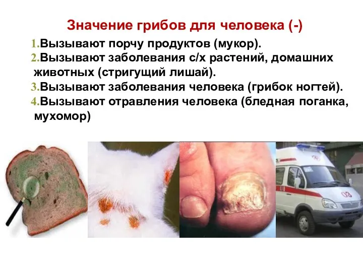 Значение грибов для человека (-) Вызывают порчу продуктов (мукор). Вызывают