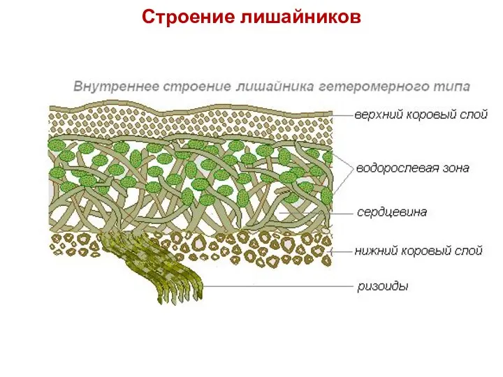 Строение лишайников