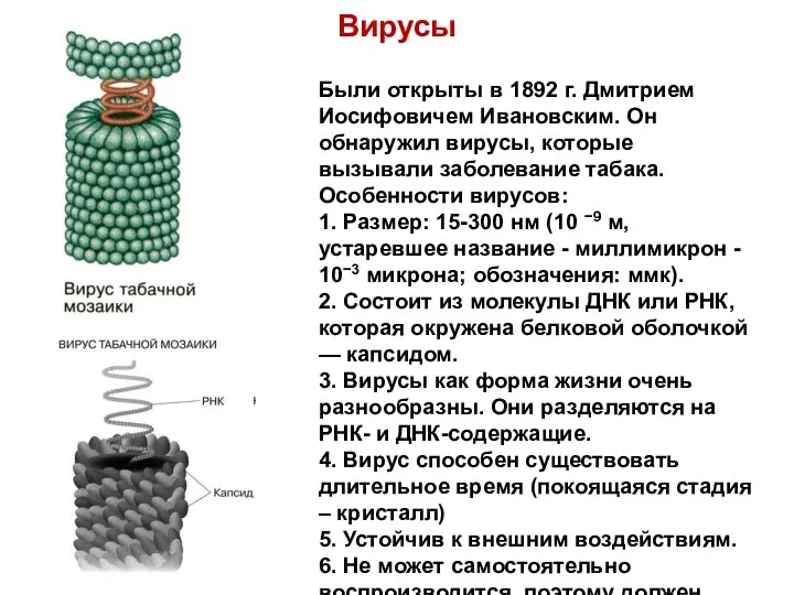 Вирусы Были открыты в 1892 г. Дмитрием Иосифовичем Ивановским. Он