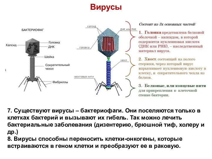 Вирусы 7. Существуют вирусы – бактериофаги. Они поселяются только в