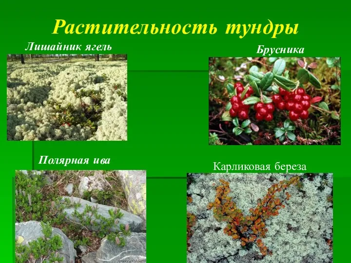 Растительность тундры Лишайник ягель Брусника Полярная ива Карликовая береза