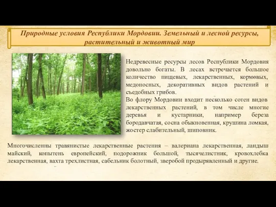 Природные условия Республики Мордовии. Земельный и лесной ресурсы, растительный и