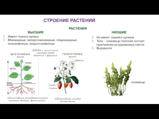 СТРОЕНИЕ РАСТЕНИЙ РАСТЕНИЯ ВЫСШИЕ НИЗШИЕ Имеют ткани и органы Моховидные,